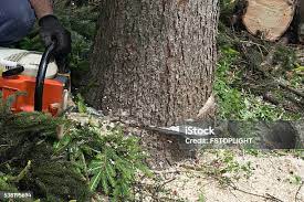 Best Seasonal Cleanup  in Salem, NC